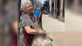 UPDATE: Dog helps find beloved Southern Colorado Emu, Dennis
