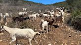 Un rebaño de 150 cabras para salvar del fuego la Muntanyeta de El Verger