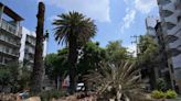 Ciudad de México pierde sus palmeras debido a insecto y al cambio climático