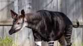 African species known as ‘forest giraffe’ joins Michigan zoo’s ‘diverse animal family’