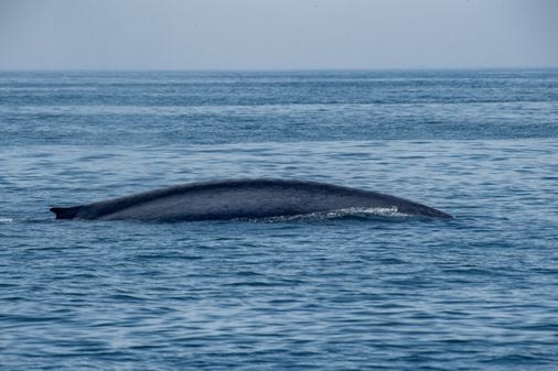 ‘A gift from Mother Nature’: Rare blue whale, largest mammal ever, spotted off Cape Ann - The Boston Globe