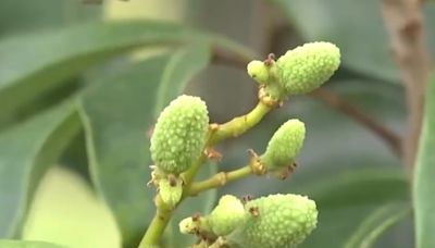 今年荔枝產量較去年減產逾半 凍眠荔枝應市