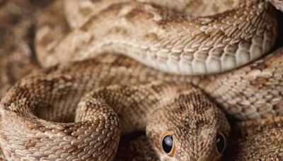 How To Protect Yourself From Snakes This Monsoon - News18