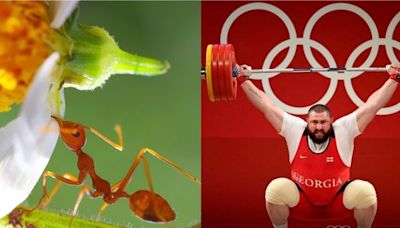 JO de Paris 2024 : « Athlètes de la nature », la série qui montre qu’on ne ferait pas le poids face aux animaux