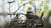 ‘They will be as big as Orv and Willa;’ 2 new eaglets spotted at Carillon Park