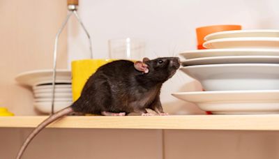 Pest invasion! 13 household pests and how to banish them