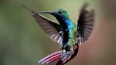 How to attract hummingbirds to your yard this spring