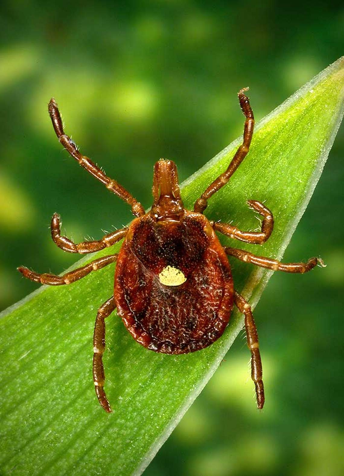 It’s likely to be an aggressive summer for ticks in KY. Here’s what to look out for