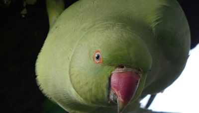 Resident perceptions of the ring-necked parakeet in the UK