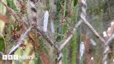 Ermine moths wreak 'unprecedented' destruction on orchard