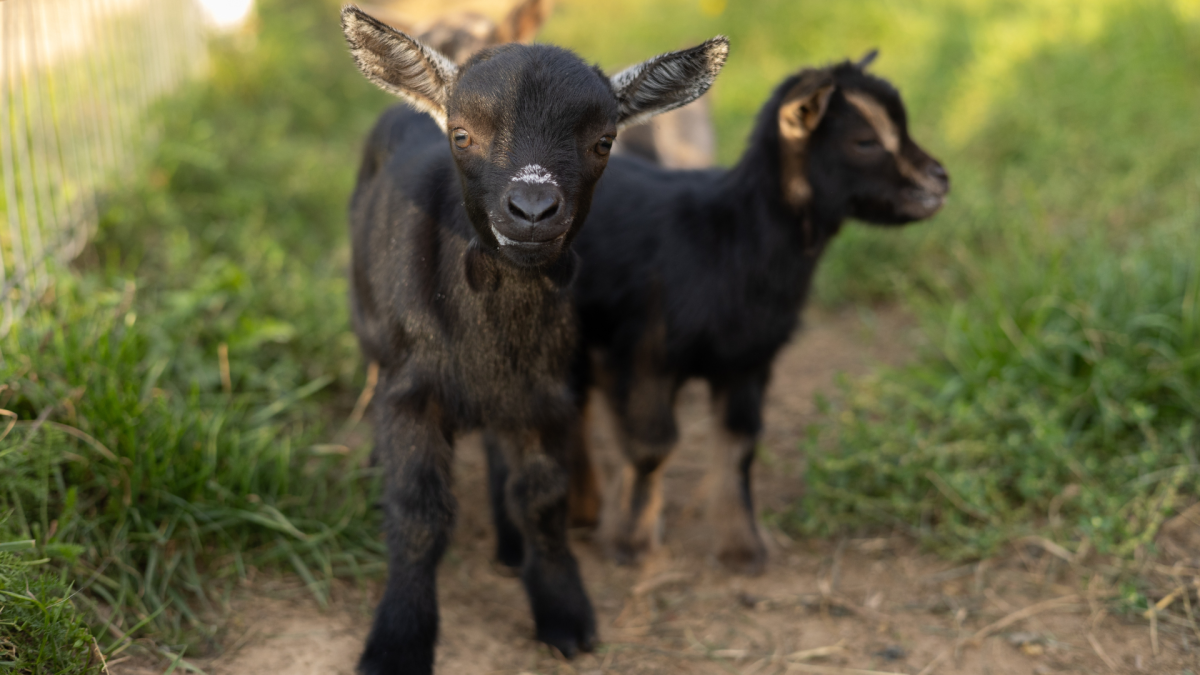 Baby Goat’s Crazy Scheme to Get a Piggyback Ride From an Alpaca Is Stressing People Out