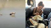 Rescatan a perrita y sus cachorritos de canalización en Tijuana