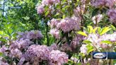 Grow it Green: How to grow mountain laurel