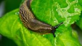 UK Gardeners Urged To Avoid 1 Common Task To Repel Slugs