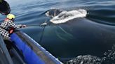 'A great day': Young North Atlantic right whale freed from fishing gear by crews in St. Lawrence | CBC News