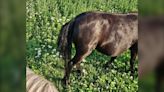 Horse owner in P.E.I. saddened, confused after hair on her horses' tails cut off