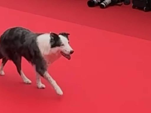 Watch: Messi, The Dog From Anatomy Of A Fall, Is The Cutest Celeb On Cannes Red Carpet - News18