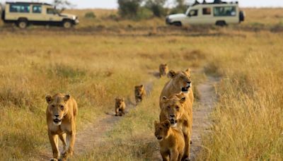 Los esfuerzos de una reserva en Kenia para reducir el exceso de turistas que supone un problema para la vida silvestre