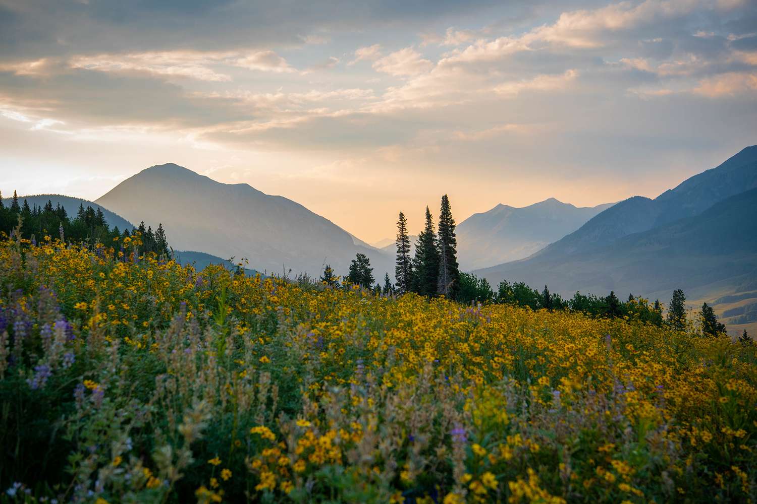 This Colorado Mountain Town Has the Most Beautiful Flower Field in the U.S.