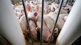 Pork industry takes fight over California law to U.S. Supreme Court