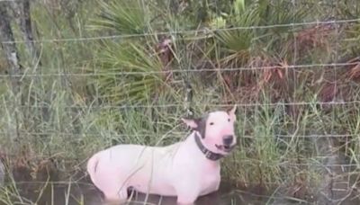 Abandoned dog left tied to fence on side of I-75 hours before Hurricane Milton hits