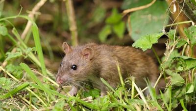 Rats sprint in the opposite direction of gardens when smelling one common item