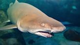 Virginia Aquarium announces death of female sand tiger shark