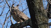 Fans gather to say goodbye to Flaco the owl in New York City memorial