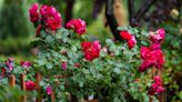 Roses suffer with scarce blooming and stunted growth with one common mistake