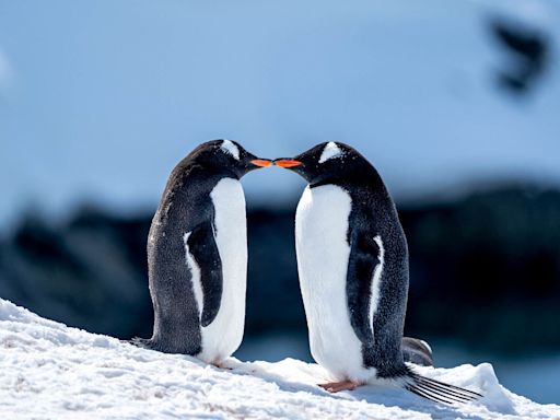 What is pebbling? All about the love language inspired by penguins