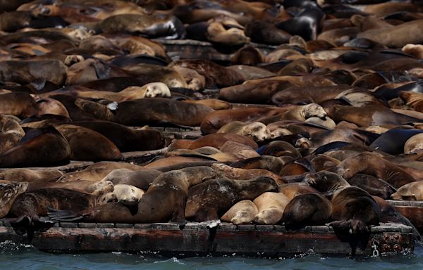 More Than 1,000 Sea Lions Gather at San Francisco's Pier 39, the Largest Group in 15 Years