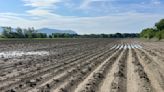 Vermont farmers take stock after losing crops to flooding two years in a row