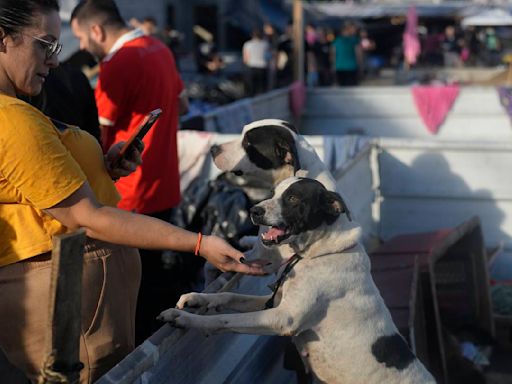 Inside a makeshift shelter saving hundreds of dogs from floods in southern Brazil