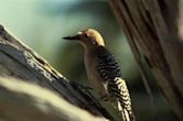 Gila woodpecker