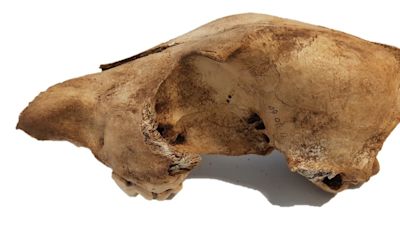 El dingo mantiene sus rasgos genéticos desde su llegada a Australia hace más de 3.000 años