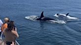 Rare white killer whale spotted off the California coast