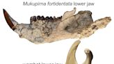 Hallan fósiles de dos marsupiales australianos de 25 millones de años
