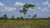 Pongamia trees grow where citrus once flourished, offering renewable energy and plant-based protein