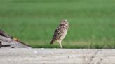 Western Burrowing Owl one step closer to possible protection in California