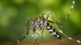 Dengue fever infections found to have negative impacts on infant health for three years