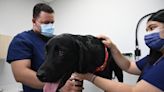 Mystery dog respiratory illness: These are the symptoms humans should be on the lookout for.