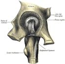 Ischium