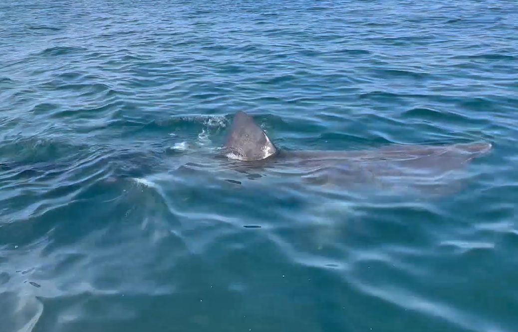 Basking shark spotted off Hampton Beach: Check out the video