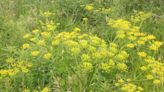 A Stroll Through the Garden: Wild parsnips can be poisonous