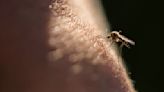 Mosquitoes in Toronto test positive for West Nile virus