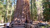 World's largest tree at Sequoia National Park passes health check, faces growing climate threats