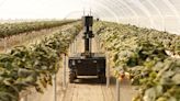 California's strawberry fields may not be forever. Could robots help?