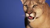 Wildlife Officials Save Mountain Lions in Nerve-Wracking Rescue