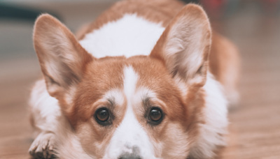 Corgi Puppy Wants to Play With Cats and They’re Totally Not Having It