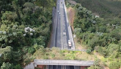 Com 30 mil animais atropelados por ano em rodovias, SP cria plano para reduzir impacto